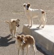 CUCCIOLI