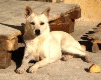 Stellina